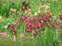 /album/galerie-de-photos-floraisons/jardin-2014-219-comp-jpg/